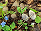 Mycena abramsii