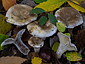 Russula anthracina