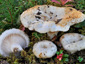 Lactarius aquizonatus