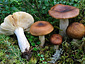 Russula favrei