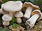 Entoloma sinuatum