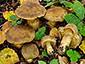 Cortinarius cotoneus