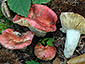 Russula rubroalba