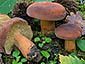 Lactifluus volemus