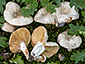 Lactarius azonites fo. azonites