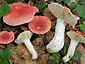 Russula rubra