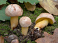 Aureoboletus gentilis