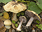 Cortinarius sublilacinopes