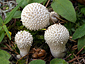 Lycoperdon perlatum