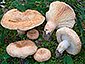 Lactarius tesquorum