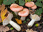 Russula luteotacta