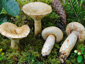 Lactarius olivinus