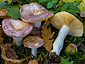 Russula parodorata