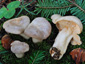 Lactarius albocarneus