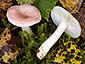 Russula betularum