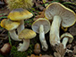 Tricholoma sejunctum