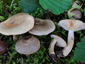 Lactarius pyrogalus