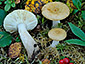 Russula citrinochlora