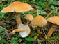 Cystoderma amianthinum