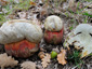 Boletus satanas