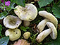 Russula innocua