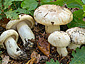 Tricholoma acerbum