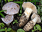 Cortinarius coeruleopallescens