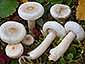 Lactarius scoticus