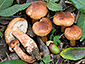 Tricholoma ligusticum