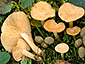 Lactarius alpinus