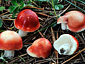 Russula emetica