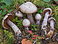 Cortinarius traganus