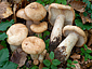 Lactarius pallidus