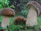 Boletus reticulatus