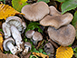 Tricholoma scalpturatum