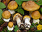 Cortinarius multiformium