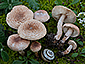 Lepiota subincarnata