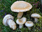 Lactarius olivinus