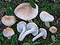 Hygrophorus pseudodiscoideus var. cistophilus