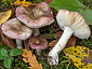 Russula cfr violacea