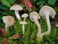 Cuphophyllus russocoriaceus