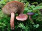 Lactarius badiosanguineus