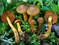 Cortinarius malicorius