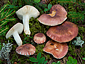 Russula vesca