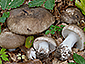 Russula nigricans