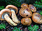 Tricholoma aurantium