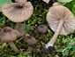 Entoloma ochromicaceum