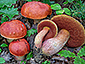 Boletus dupainii