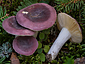 Russula amethystina