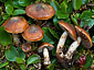 Cortinarius alpinus